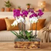 Fallecimiento sentido pesame con orquídeas premium en arreglo floral elegante